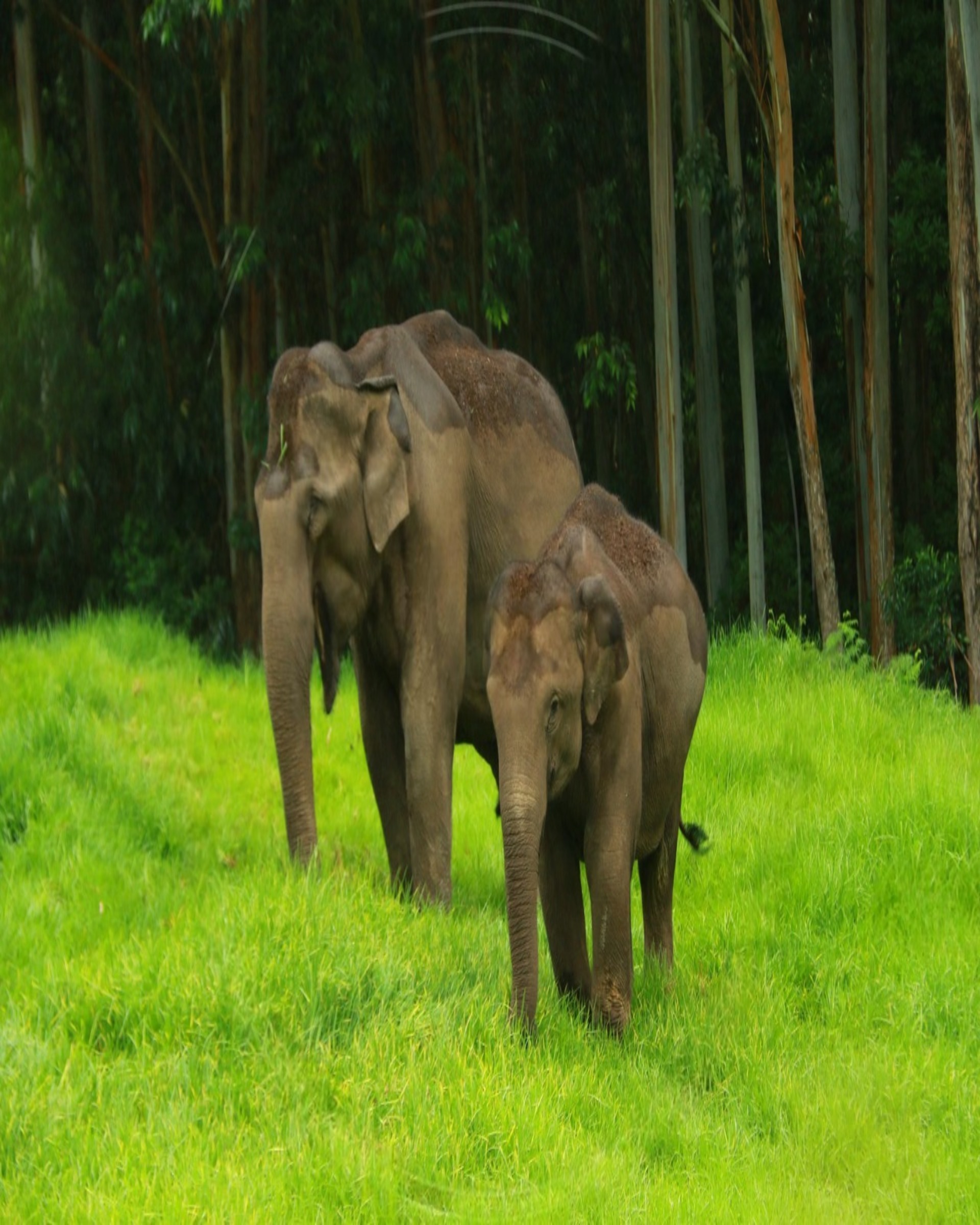 elephant point in munnar