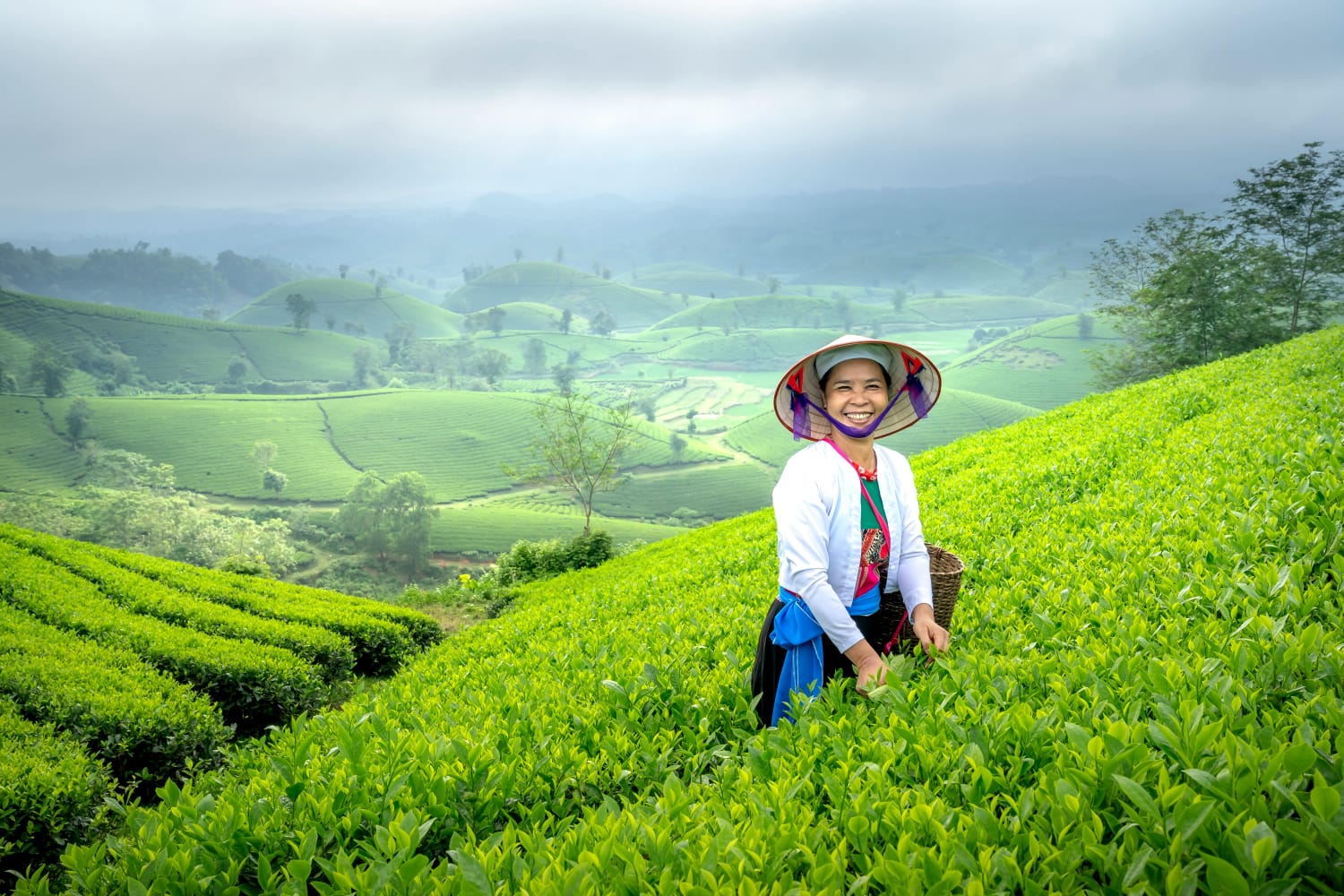 labour in tea plantation