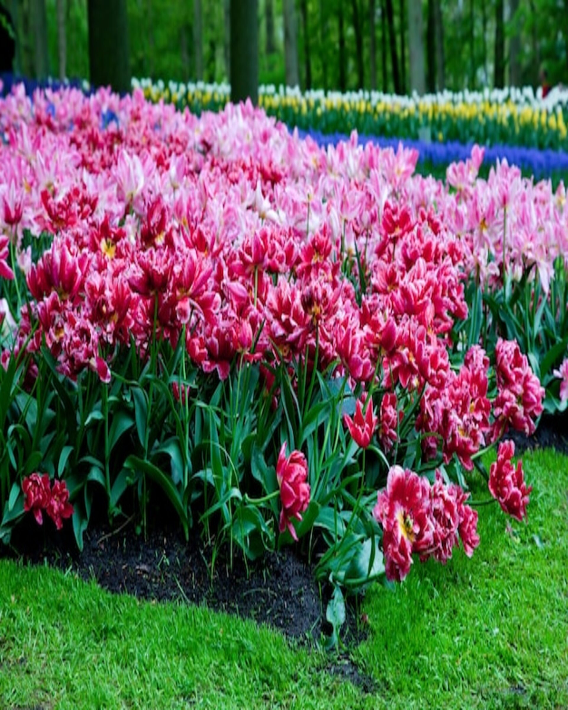 munnar flower garden