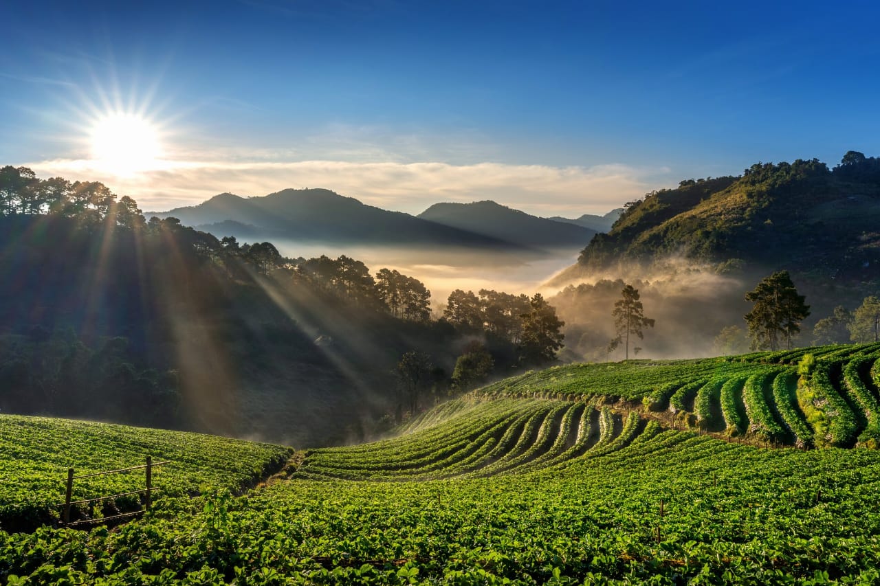 viriparai tea garden